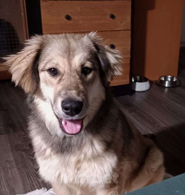 Собаки в Москве: Афелия пушистое облачко Девочка, Бесплатно - фото 2