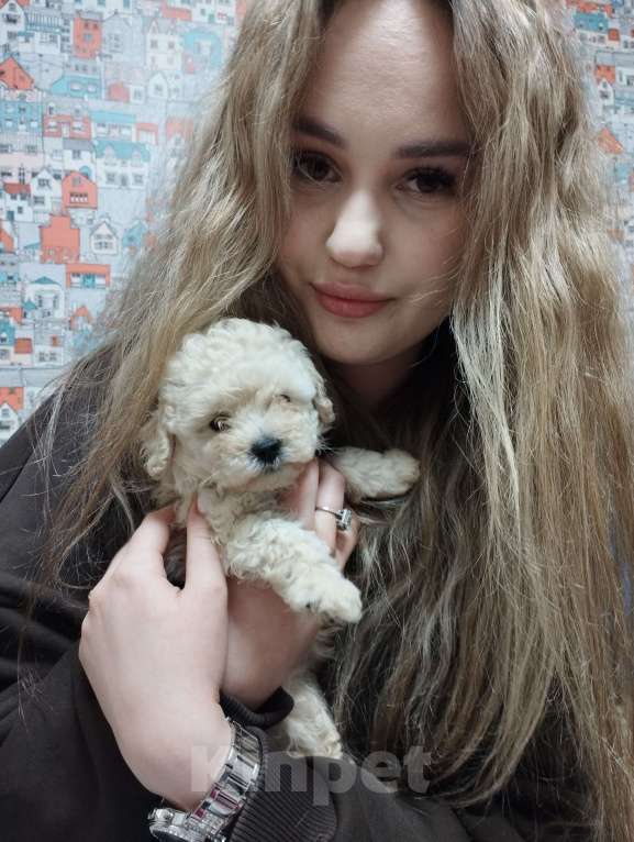 Собаки в Москве: Щенки той пуделя Девочка, 60 000 руб. - фото 3
