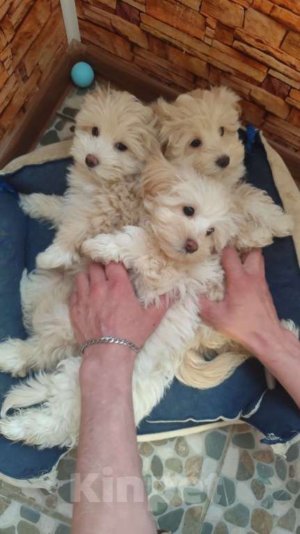 Собаки в Воронеже: Мальтипу девочка Девочка, 65 000 руб. - фото 3