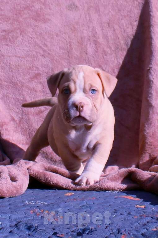 Собаки в Нерюнгри: Американский булли Разнополые, 70 000 руб. - фото 6