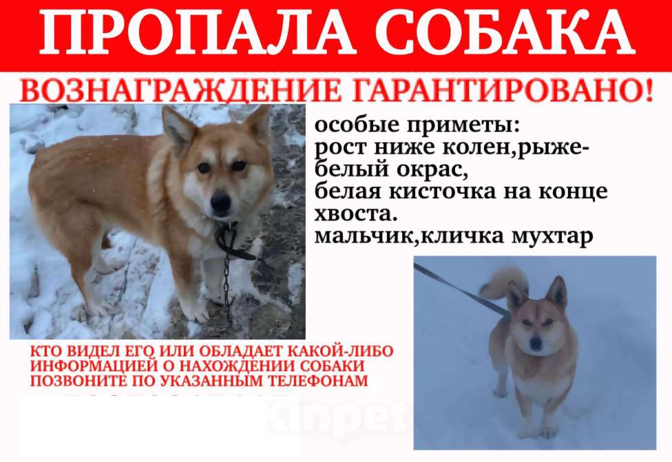 Собаки в Казани: потерялся мухтар! Мальчик, 888 888 руб. - фото 4