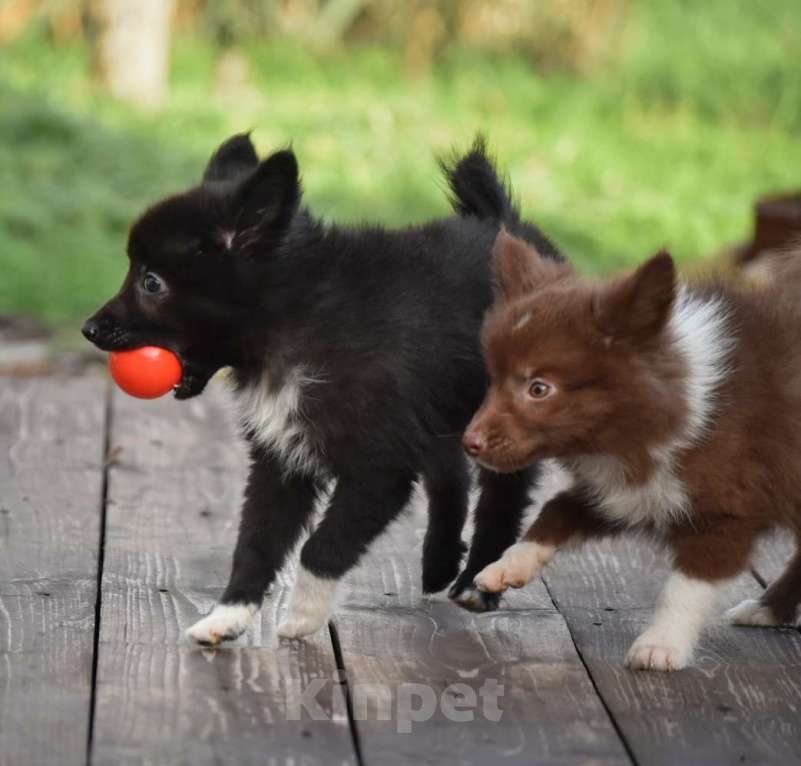 Собаки в Москве: Ненецкая оленегонная лайка, сука Ени-Кижи. Девочка, 60 000 руб. - фото 9