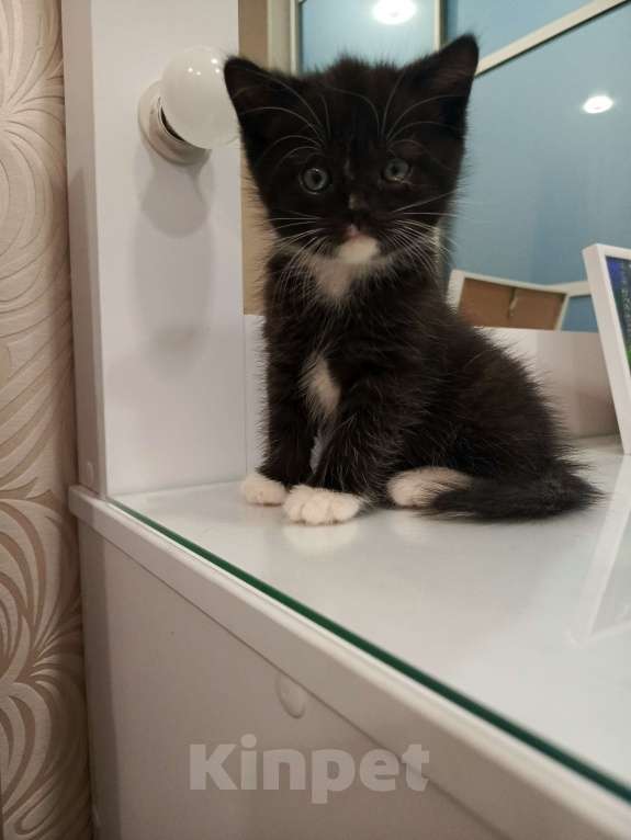 Кошки в Томске: Шотландский котёнок  Мальчик, Бесплатно - фото 3