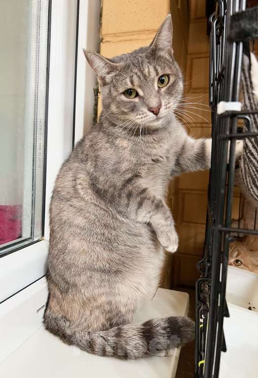 Кошки в Москве: Полосатая Элис юная кошечка в добрые руки Девочка, Бесплатно - фото 7