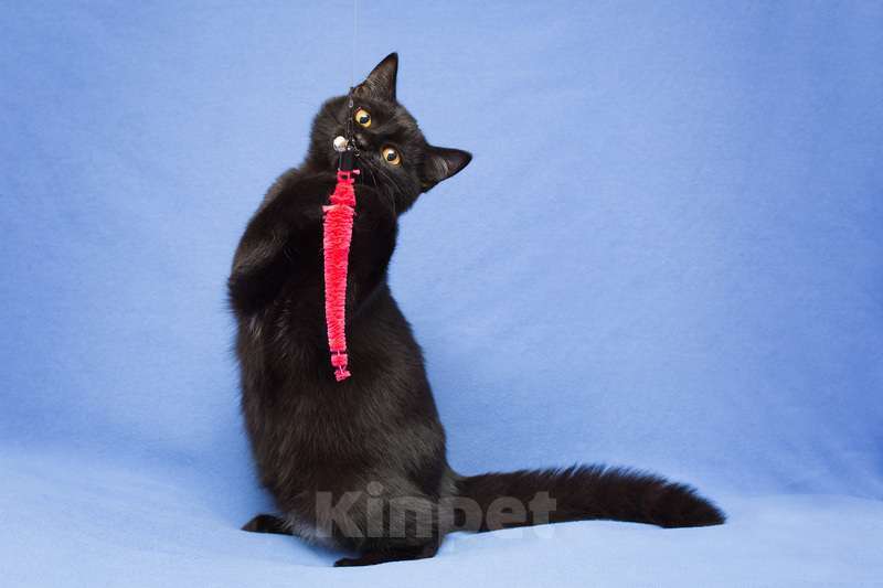 Кошки в Москве: Черный золотоглазый ручной котенок Ноа в добрые руки Девочка, 10 руб. - фото 2