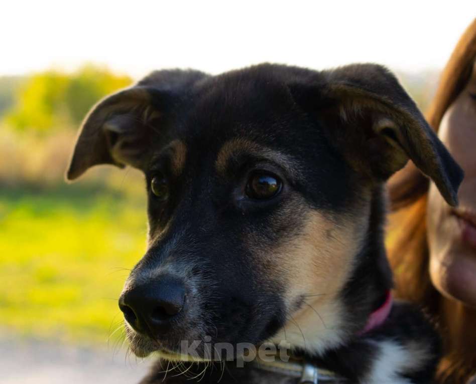 Собаки в Москве: Весёлый трехцветный щенок Черри в добрые руки Девочка, 1 руб. - фото 6