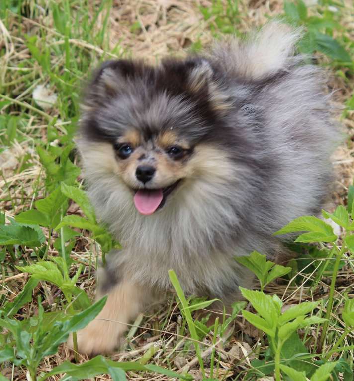 Собаки в Москве: шпиц мерль щенки Девочка, 25 000 руб. - фото 4