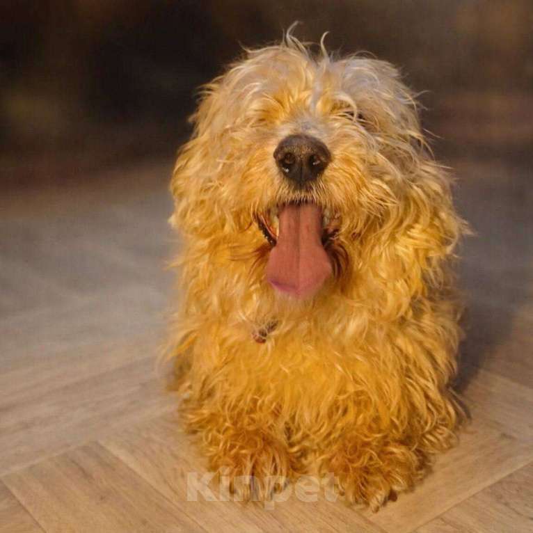 Собаки в Сергиеве Посаде: Нежный Кексик Мальчик, Бесплатно - фото 1