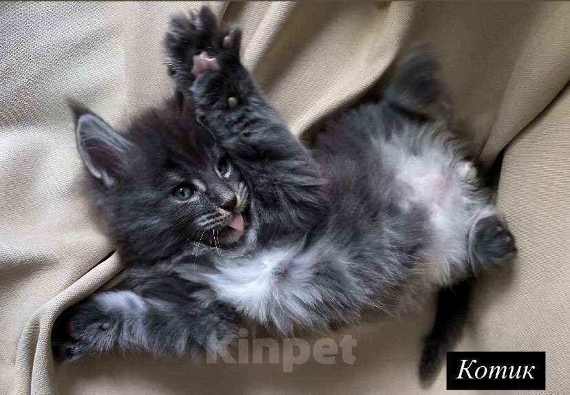 Кошки в Москве: Котята Мейн-Кун Мальчик, 100 000 руб. - фото 3