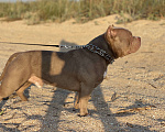 Собаки в Темрюке: Приглашаю на вязку к кобелю Булли покет  Мальчик, 60 000 руб. - фото 4