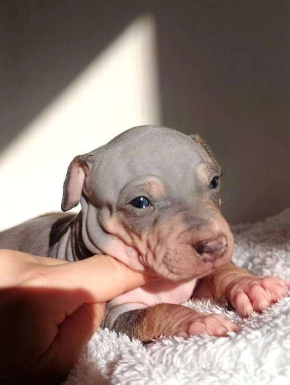 Собаки в Пушкино: Щенки АГТ Мальчик, 100 000 руб. - фото 3