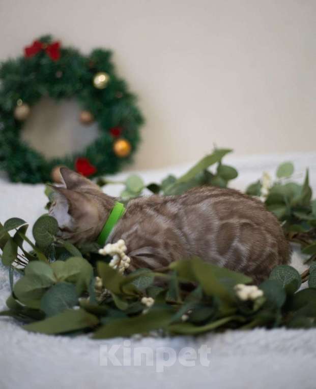 Кошки в Нижнекамске: Арчи Мальчик, 60 000 руб. - фото 8