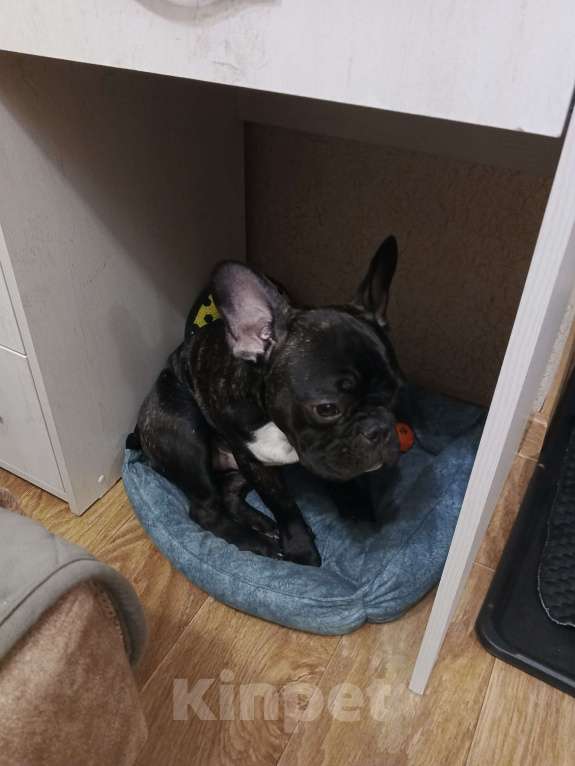 Собаки в Тюмени: Срочно продам щенка французского бульдога Мальчик, 9 000 руб. - фото 2