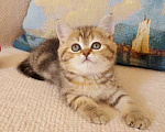 Кошки в Москве: Красивые шотландские котята мраморных окрасов Девочка, 35 000 руб. - фото 17