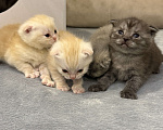 Кошки в Самаре: Шотландские вислоухие котята Разнополые, 5 000 руб. - фото 5