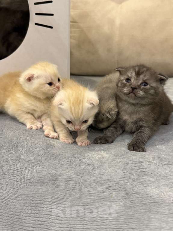 Кошки в Самаре: Шотландские вислоухие котята Разнополые, 5 000 руб. - фото 5