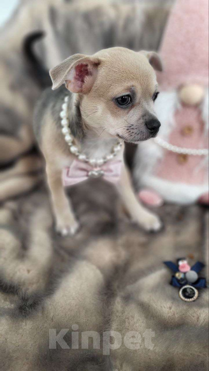 Собаки в Москве: девочка чихуахуа гш крупный стандарт Девочка, 60 000 руб. - фото 10