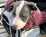 Собаки в Хабаровске: Американский стаффордширский терьер, щенок  Девочка, 50 000 руб. - фото 3