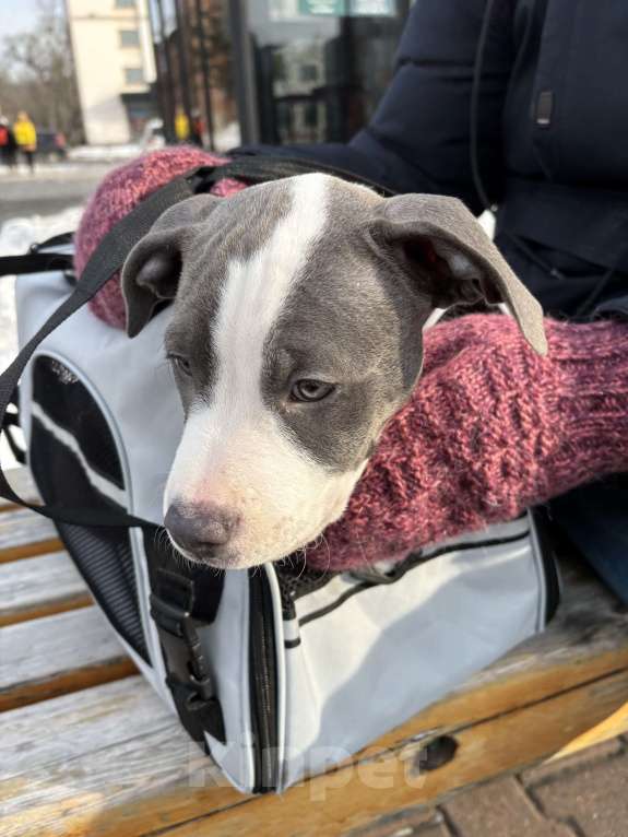 Собаки в Хабаровске: Американский стаффордширский терьер, щенок  Девочка, 50 000 руб. - фото 3