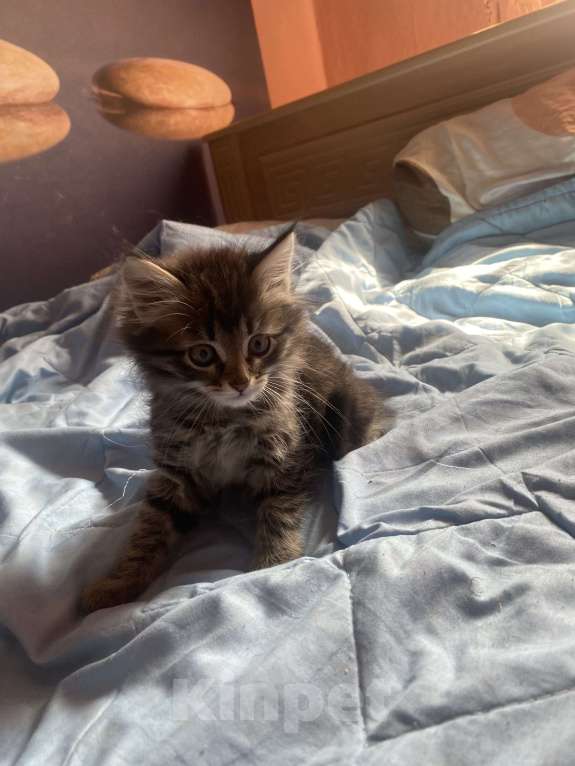 Кошки в Рязани: Котята в добрые руки  Девочка, Бесплатно - фото 1