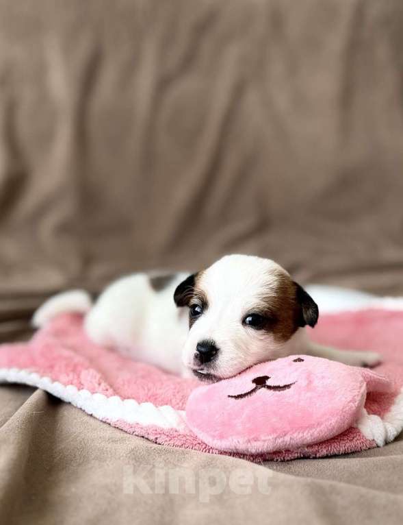 Собаки в Москве: Щенки от титулованных родителей Девочка, Бесплатно - фото 2