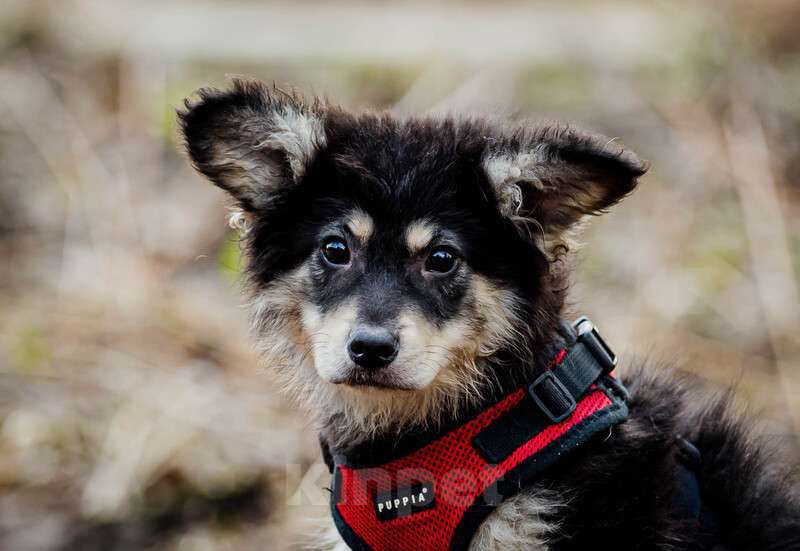 Собаки в Москве: Щенки — метисы корги в дар, Бесплатно - фото 1