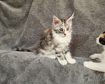 Кошки в Мурином: Кошечка мейн-кун классика тикированная черепаха на серебре с белым Девочка, 30 000 руб. - фото 6