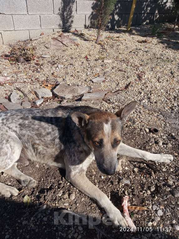 Собаки в Севастополе: Потерялся мальчик кобелек Мальчик, Бесплатно - фото 2