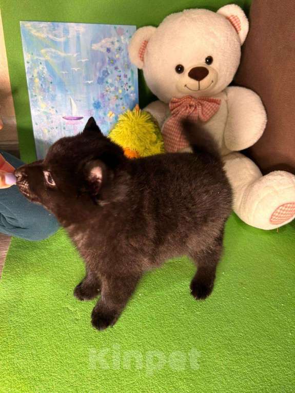 Собаки в Волгограде: Мальчик Схипперке  Мальчик, 50 000 руб. - фото 3