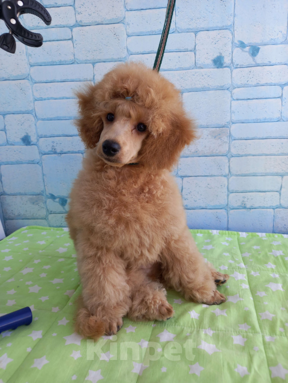 Собаки в Москве: Элегантный красавец Мальчик, 55 000 руб. - фото 3