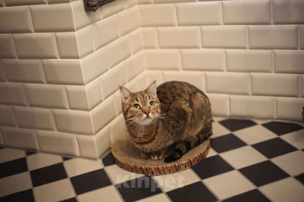 Кошки в Санкт-Петербурге: Старенькая кошка ищет дом Девочка, Бесплатно - фото 2