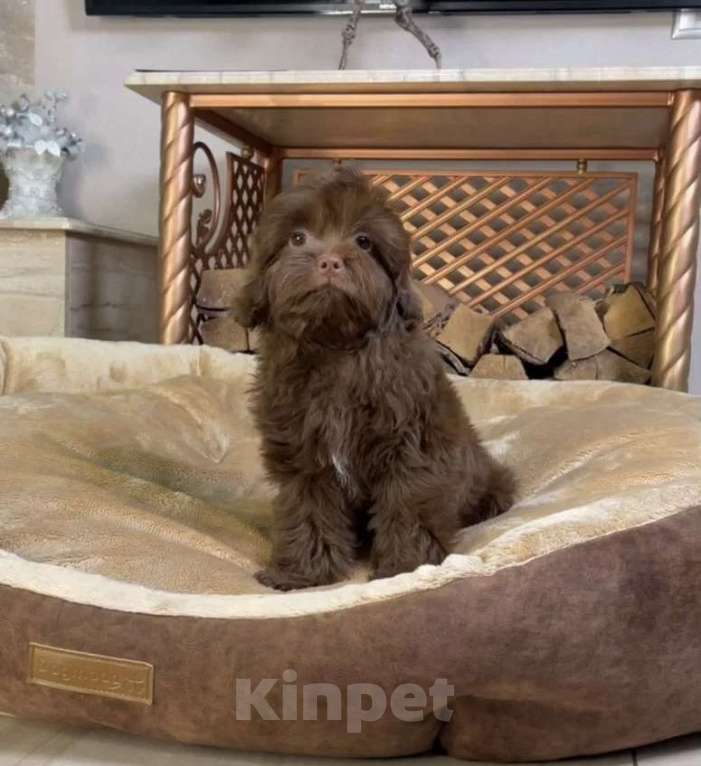 Собаки в Москве: Мальтипу F1 коричневого окраса  Мальчик, 100 000 руб. - фото 3