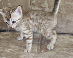 Кошки в Москве: Бенгальский котенок  Девочка, 25 000 руб. - фото 3
