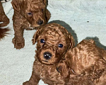 Собаки в Набережных Челнах: Щенки Той Пуделя Девочка, 20 000 руб. - фото 2