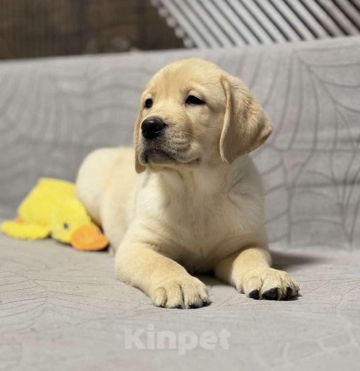 Собаки в других городах Московской области: Щенок лабрадора Мальчик, 80 000 руб. - фото 7