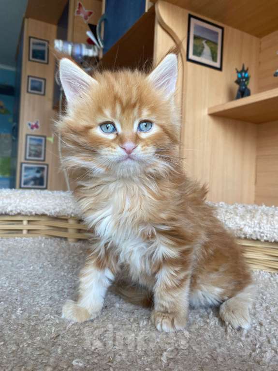 Кошки в Екатеринбурге: мальчик мейн-кун Мальчик, 40 000 руб. - фото 1