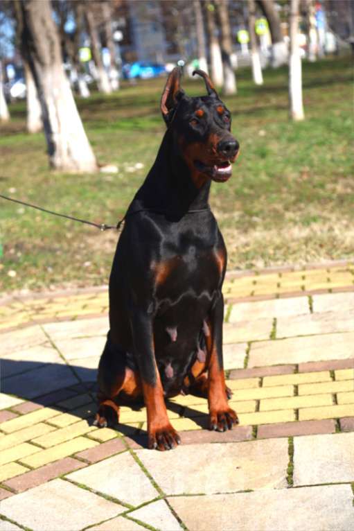 Собаки в других городах Краснодарского края: Щенок добермана РКФ Мальчик, 80 000 руб. - фото 6