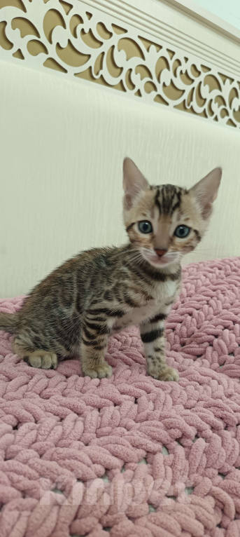 Кошки в других городах Свердловской области: Бенгальский котёнок Мальчик, Бесплатно - фото 1