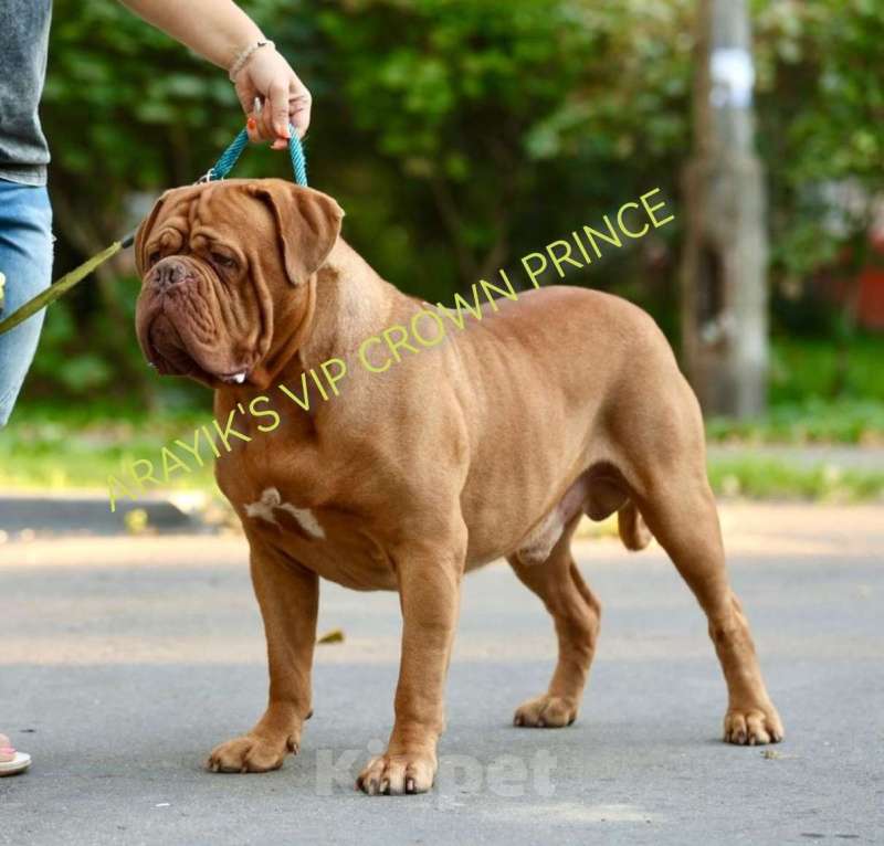 Собаки в Москве: Девочка. Щенок. Бордоский дог.  Девочка, 120 000 руб. - фото 1