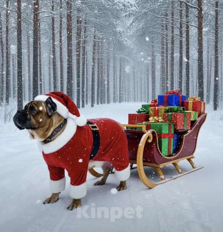 Собаки в других городах Московской области: Щенки Итальянского Кане Корсо! Девочка, 120 000 руб. - фото 4