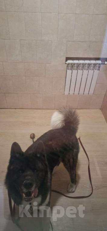 Собаки в других городах Московской области: Потерялся друг Мальчик, 50 000 руб. - фото 2