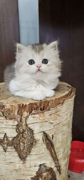 Кошки в Балашихе: Кукольная девочка Девочка, 30 000 руб. - фото 1