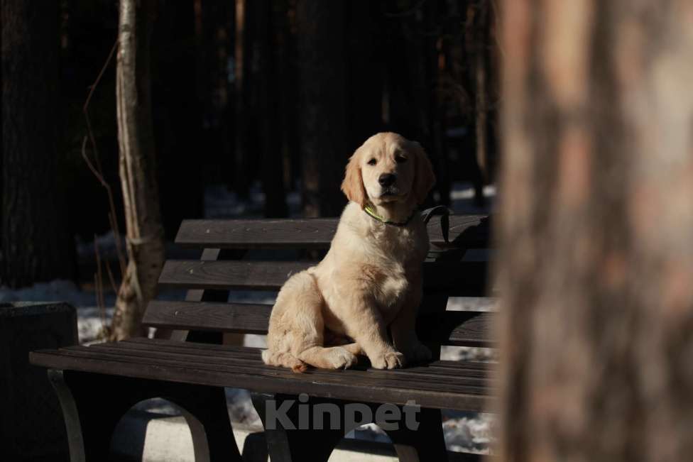 Собаки в Москве: Золотистый ретривер  Мальчик, 90 000 руб. - фото 5