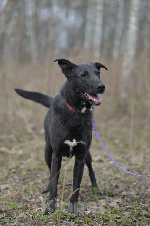 Собаки в Красногорске: Молодой энергичный метис чёрной немецкой овчарки очень нуждается в хозяине  Мальчик, Бесплатно - фото 8