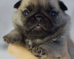 Собаки в Волгограде: Щенок мопса голубая лента Мальчик, 70 000 руб. - фото 2