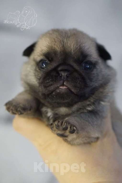 Собаки в Волгограде: Щенок мопса голубая лента Мальчик, 70 000 руб. - фото 2