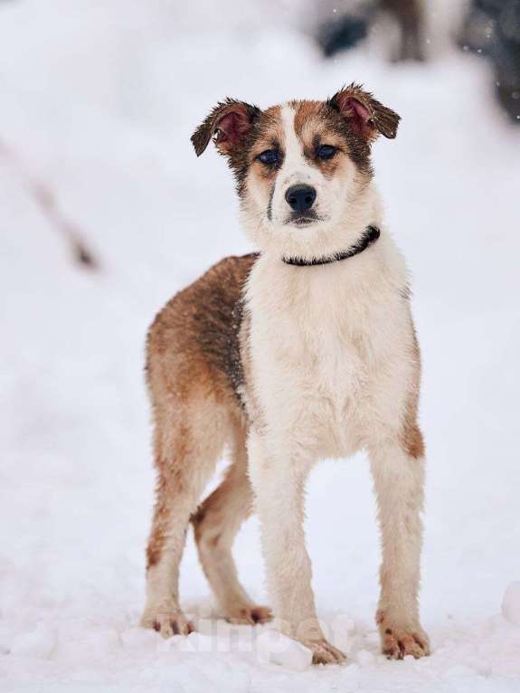 Собаки в Лосином-Петровском: Валдай якутенок прирожденный охранник Мальчик, Бесплатно - фото 3