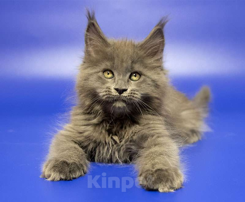 Кошки в Москве: Мейн кун котенок Мальчик, Бесплатно - фото 2