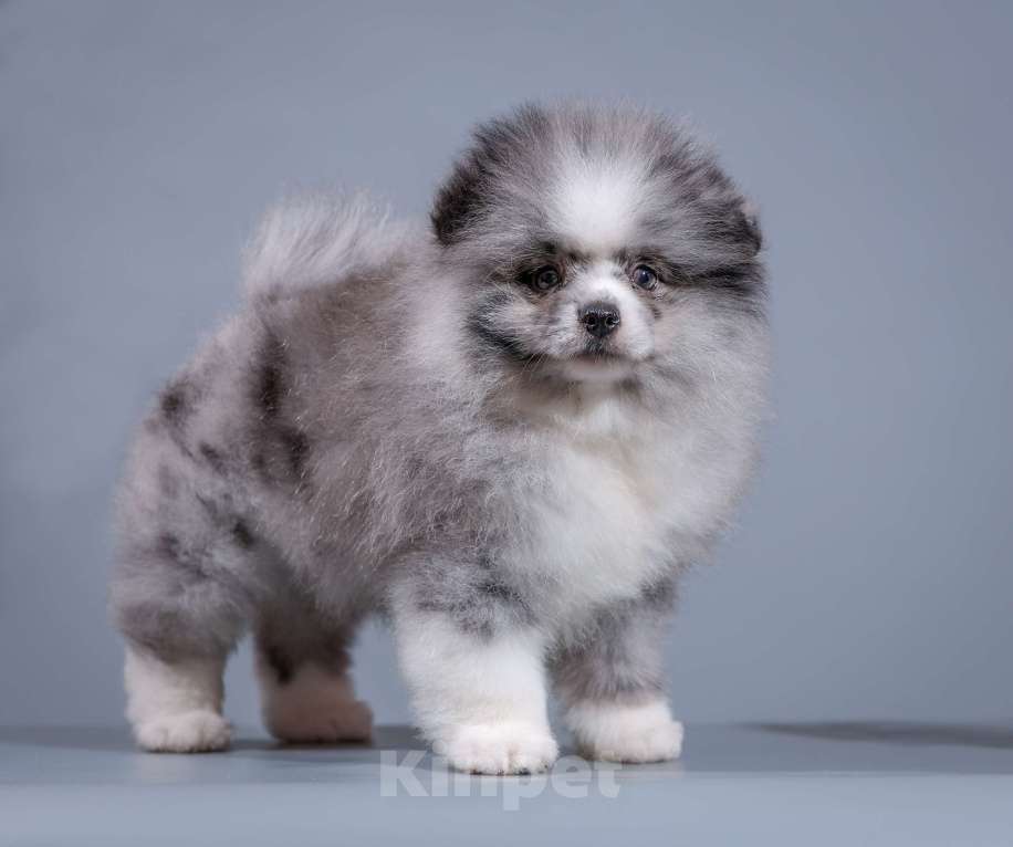 Собаки в Нижнем Новгороде:  Шикарный мальчик померанец- снежный барс Мальчик, 40 000 руб. - фото 2