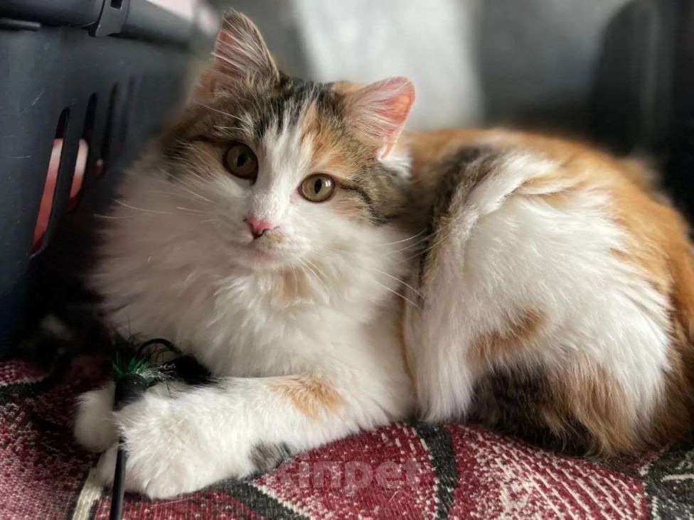 Кошки в Москве: Айва ищет дом Девочка, Бесплатно - фото 2